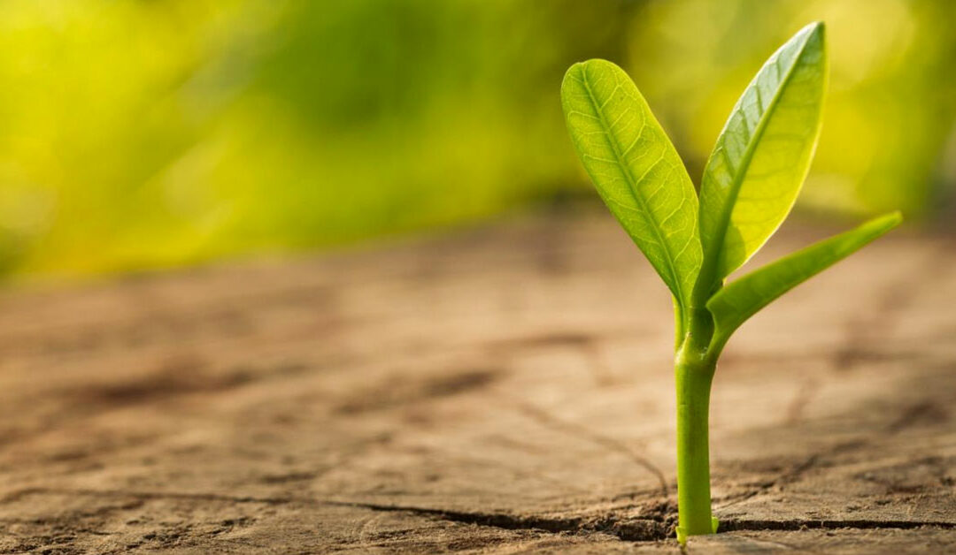 Sustainability of Feedback Practices – 2016 Listen4Good Cohort