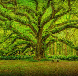 Live Oak Tree Participatory Grantmaking New Shared Insight Initiative