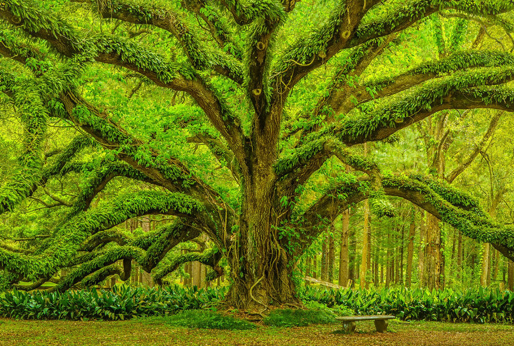 Live Oak Tree Participatory Grantmaking  New Shared Insight Initiative
