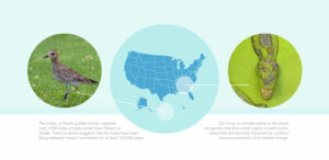 Kolea and Southeastern US regions