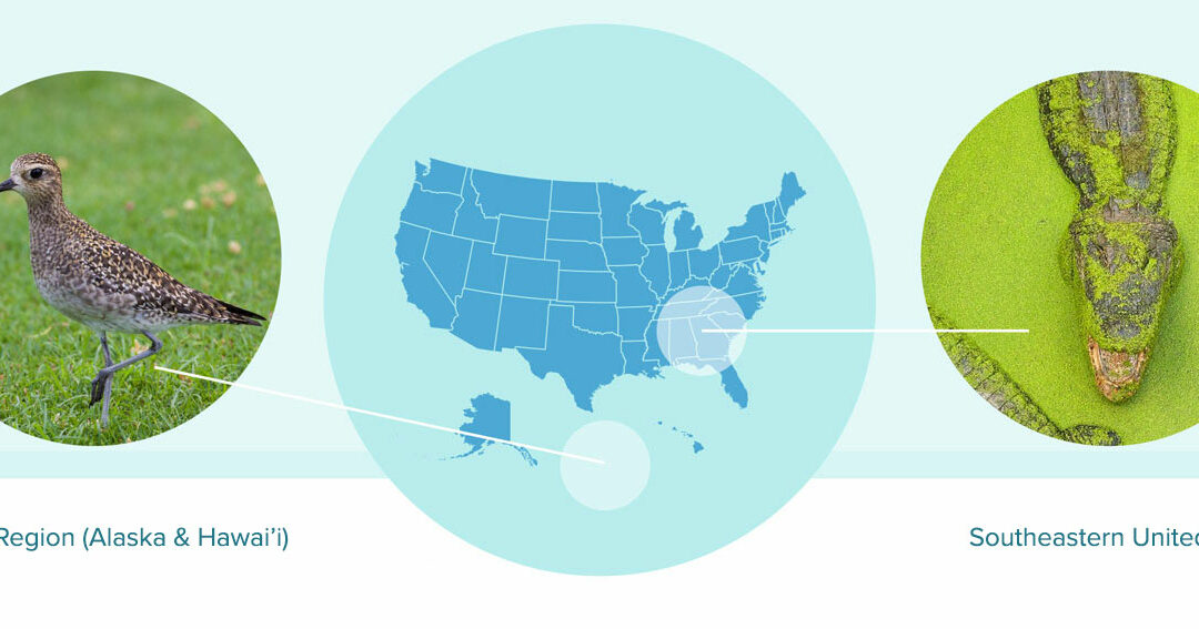Kolea and Southeastern U.S.